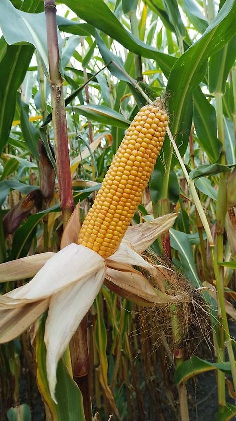 Tehnos Thenos Seitentmulcher Tehnos MB Profi LW220R Arbeitsbreite 220cm Gewicht 1042kg Seitenverschiebung 140cm 55 Grad in Gräben & 90 Grad für Wegeränder