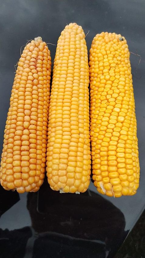 Tehnos Thenos Seitentmulcher Tehnos MB Profi LW220R Arbeitsbreite 220cm Gewicht 1042kg Seitenverschiebung 140cm 55 Grad in Gräben & 90 Grad für Wegeränder