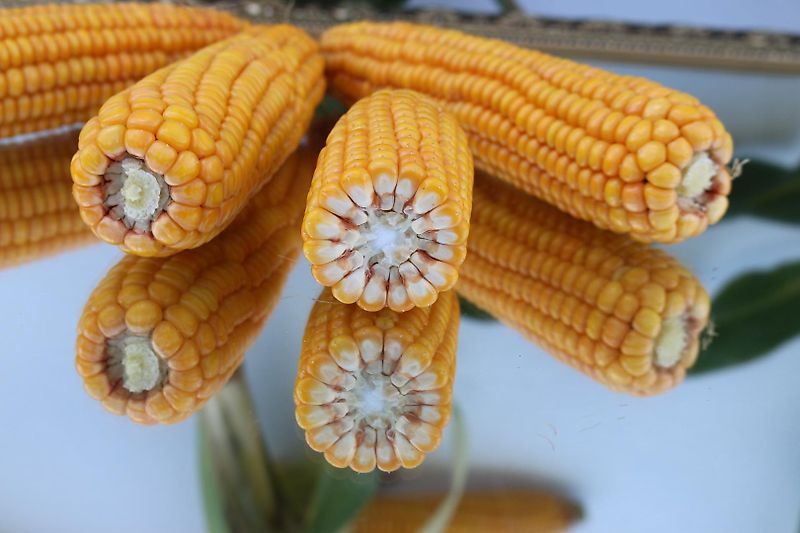 Howard Howard HA20 WU Direktsaatkombination 205 cm Arbeitsbreite Howard Sämavator mit 14 Breitsaatscharen oder Reihensaatausläufen 14,5 cm Fräßrotor mit Aufbaudrille und Pakerwalze zur Saatgutfixierung